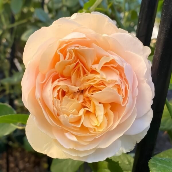 Apricot Cooler Rose