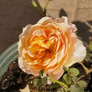 Apricot Cooler Rose
