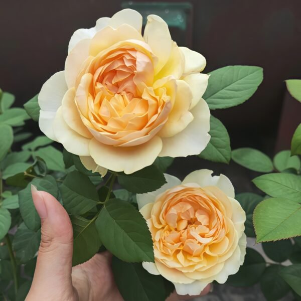 Apricot Cooler Rose