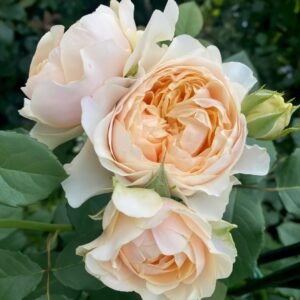 Apricot Cooler Rose