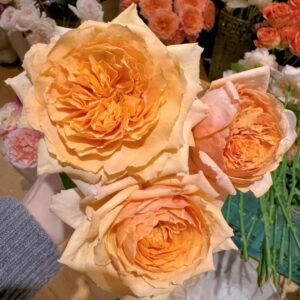 Apricot Cooler Rose