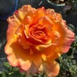 Apricot Queen Rose