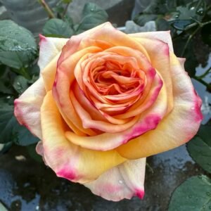 Apricot Queen Rose