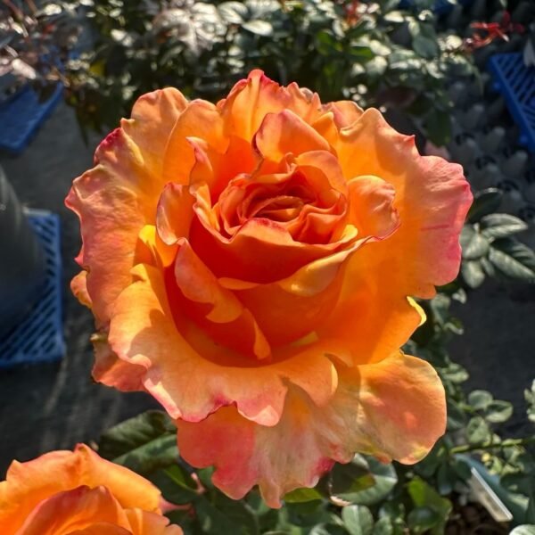 Apricot Queen Rose