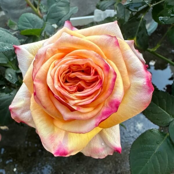 Apricot Queen Rose