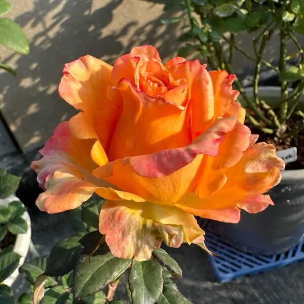 Apricot Queen Rose