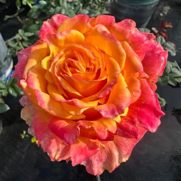 Apricot Queen Rose