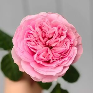 Bel Canto Rose