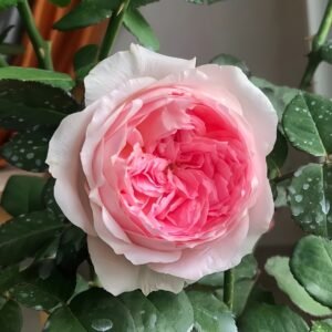 Bel Canto Rose