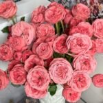 Bella Trendsetter Rose