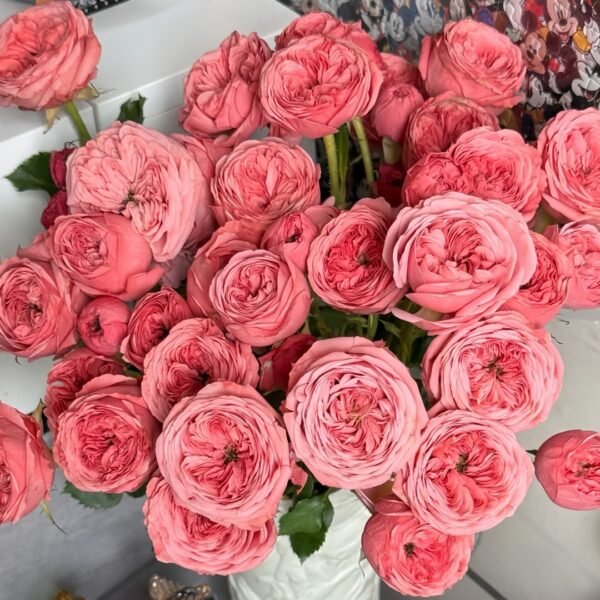 Bella Trendsetter Rose