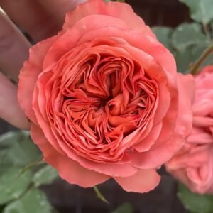 Bella Trendsetter Rose