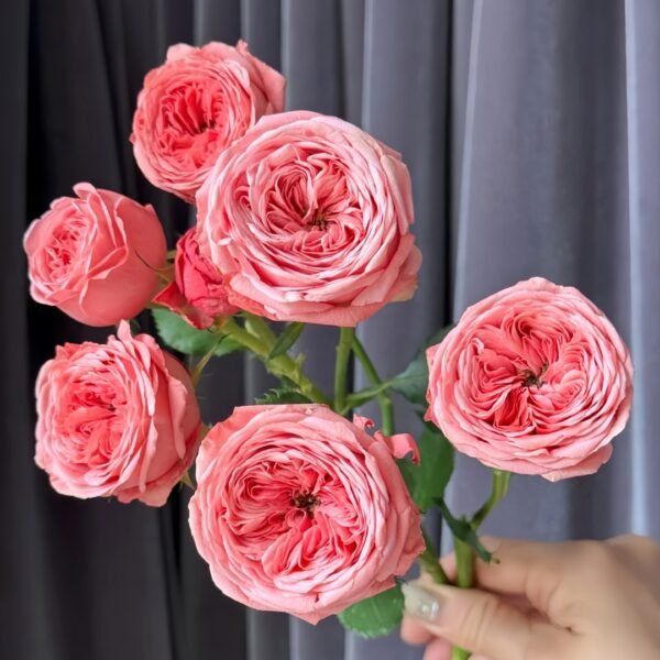 Bella Trendsetter Rose