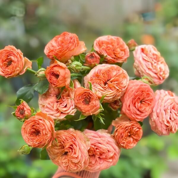 Bella Trendsetter Rose