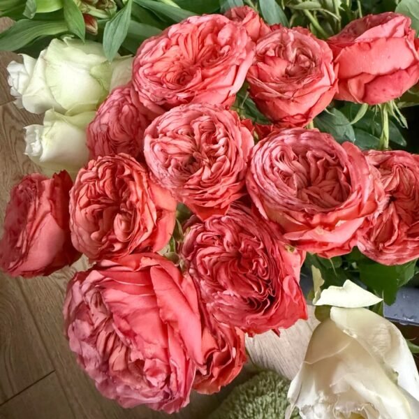 Bella Trendsetter Rose