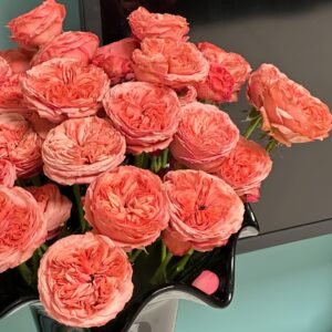 Bella Trendsetter Rose