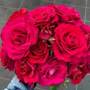 Belles Rives Rose