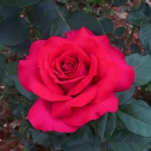 Belles Rives Rose