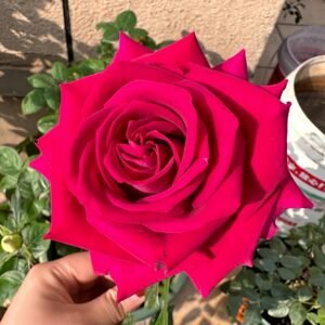 Belles Rives Rose