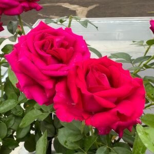 Belles Rives Rose