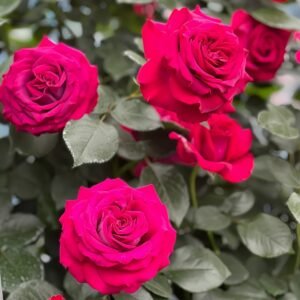 Belles Rives Rose