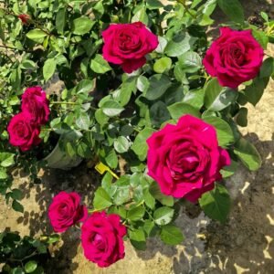 Belles Rives Rose
