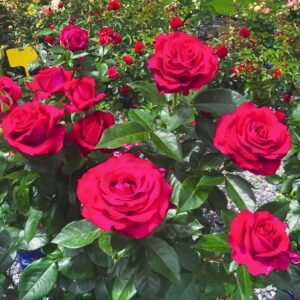 Belles Rives Rose