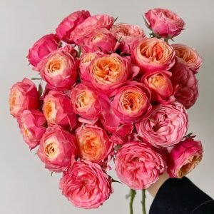 Bico Baby Romantica Rose