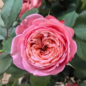 Bico Baby Romantica Rose