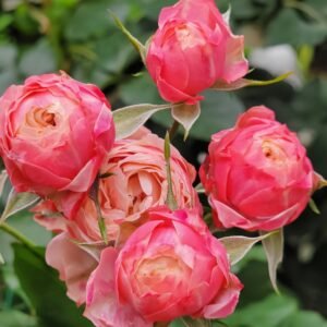 Bico Baby Romantica Rose