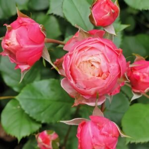 Bico Baby Romantica Rose