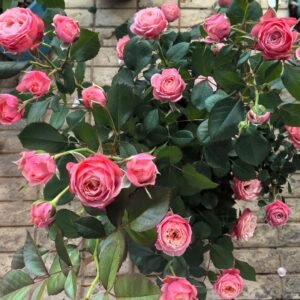 Bico Baby Romantica Rose