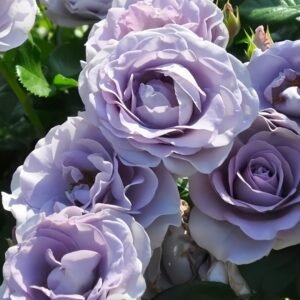 Blue Bajou Rose