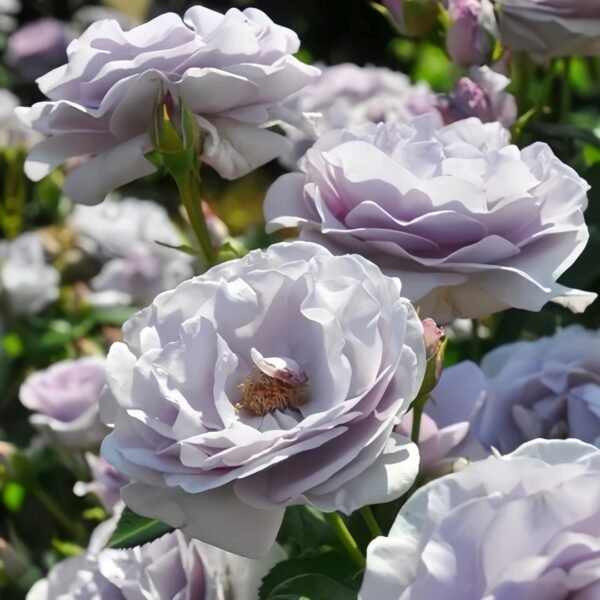 Blue Bajou Rose
