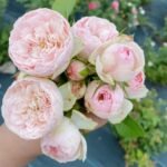 Bridal Piano Rose