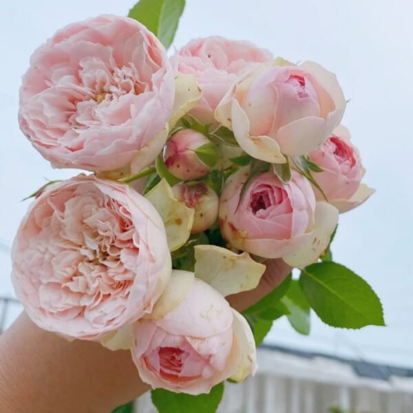 Bridal Piano Rose