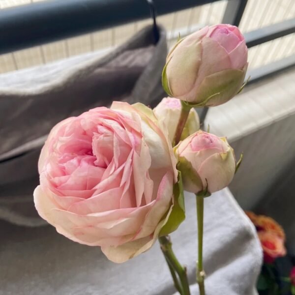 Bridal Piano Rose