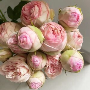 Bridal Piano Rose