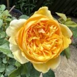 Bring me sunshine Rose