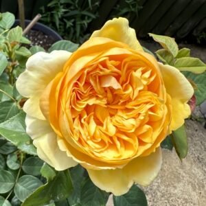 Bring me sunshine Rose
