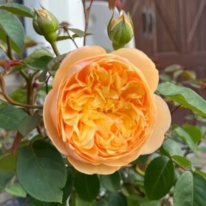 Bring me sunshine Rose