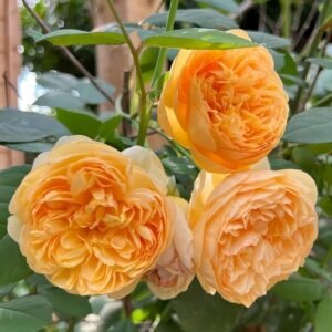 Bring me sunshine Rose