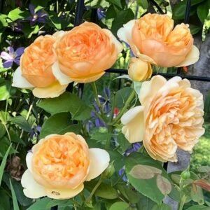 Bring me sunshine Rose
