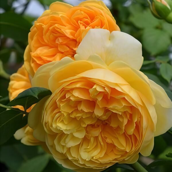 Bring me sunshine Rose