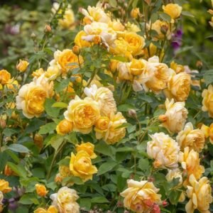 Bring me sunshine Rose