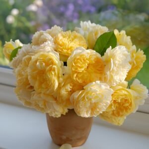 Bring me sunshine Rose