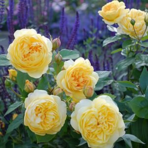 Bring me sunshine Rose