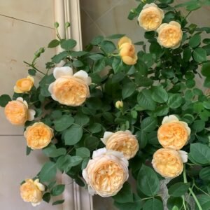 Bring me sunshine Rose Plant |阳光使者 - 图片 10