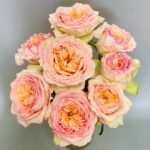 Butterfly Princess Rose