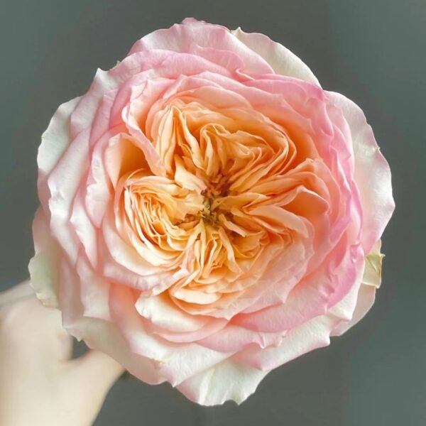 Butterfly Princess Rose